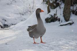 Grey goose in snow